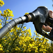 Seaweed biofuels: a green alternative that might just save the planet