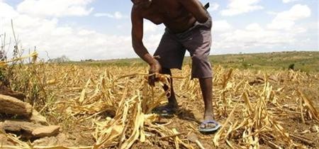Leaked IPCC report links climate change to global food scarcity