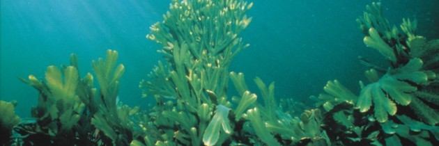Biodiversità: acidificazione annulla competitività tra alghe oceano