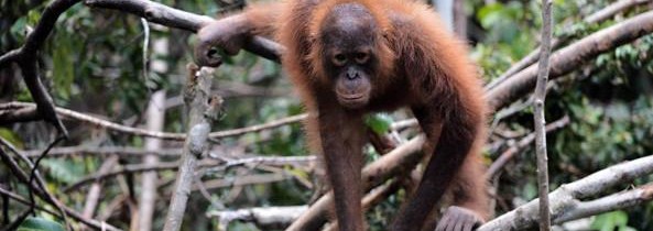 You don’t need a scientist to know what’s causing the sixth mass extinction Paul R Ehrlich