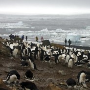 Penguin disaster as only two chicks survive from colony of 40,000