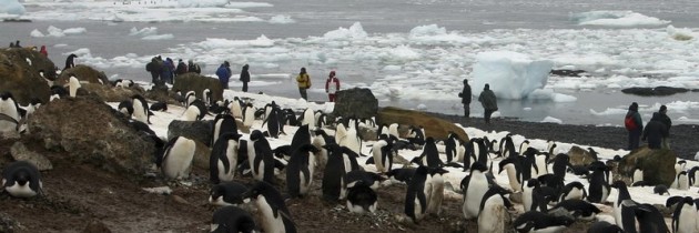 Penguin disaster as only two chicks survive from colony of 40,000